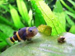 Bumblebee goby